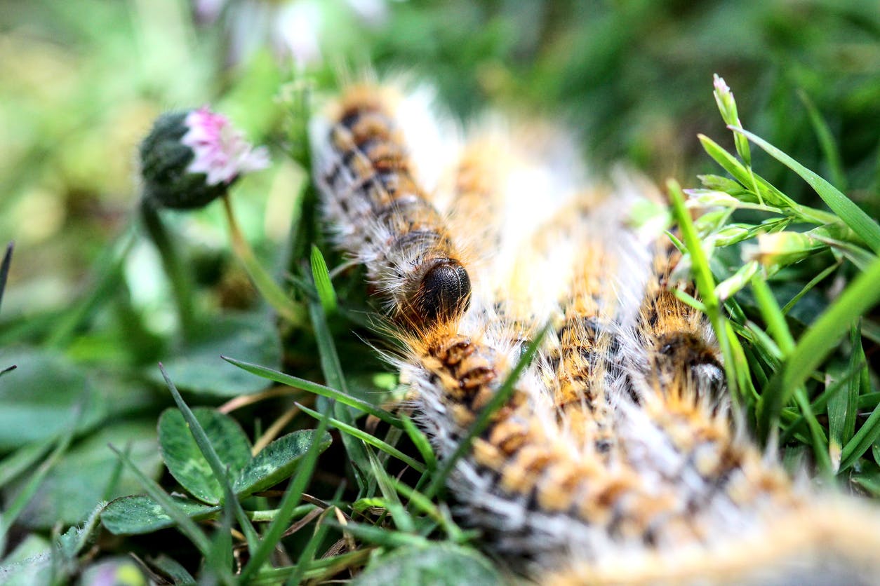 Comment soigner une piqûre de chenille processionnaire ?