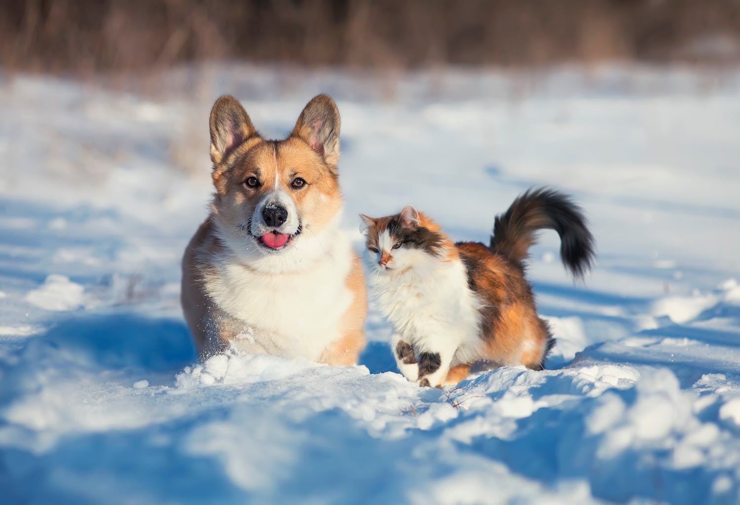 Est-ce qu’un chat ou un chien peut rester dehors en hiver ?