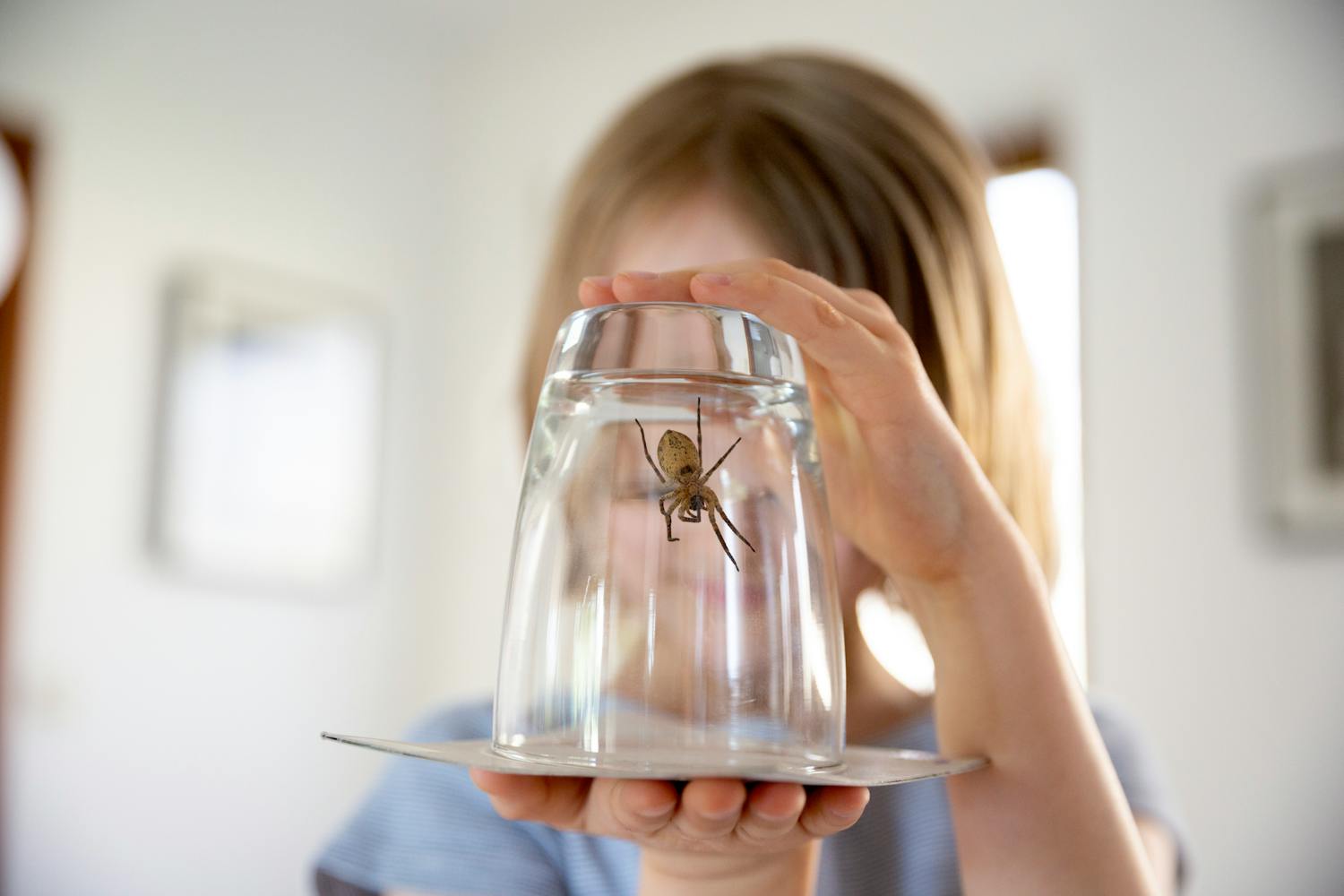 Pourquoi j'ai des araignées chez moi ? Et comment m'en débarrasser ?