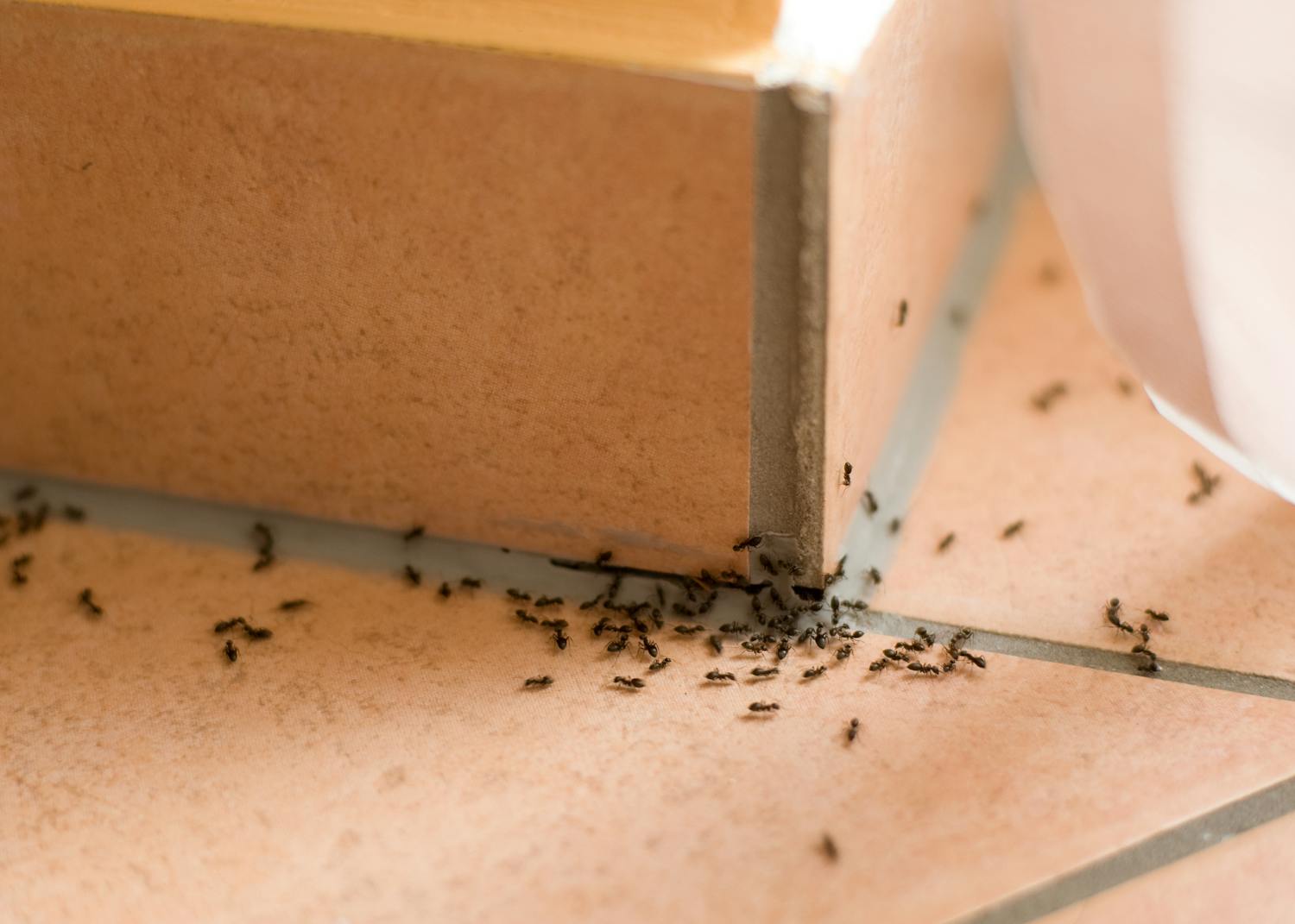 Pourquoi j'ai des fourmis chez moi ? que faire contre cette invasion ?