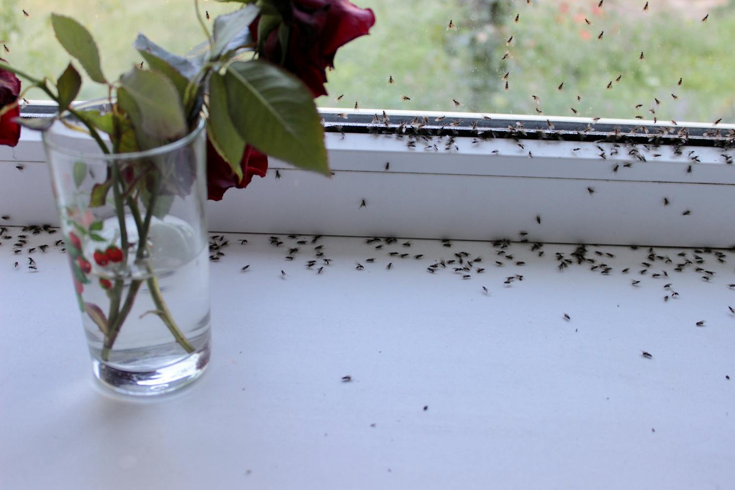 Pourquoi j'ai des moucherons chez moi ?