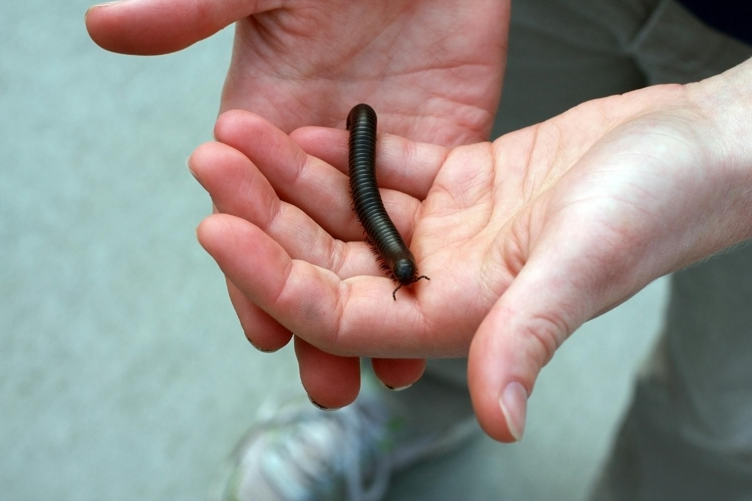 Pourquoi j'ai des larves noires à la maison ? Et comment m'en débarrasser ?