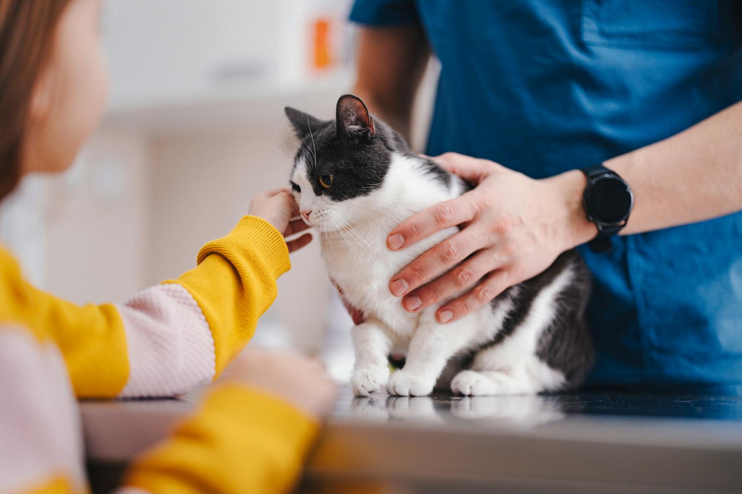 Pourquoi faire stériliser ou castrer mon chat ?