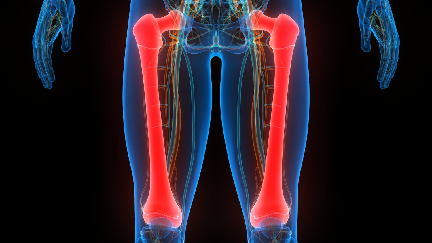 Le fémur : tout savoir sur l'os le plus solide du corps humain